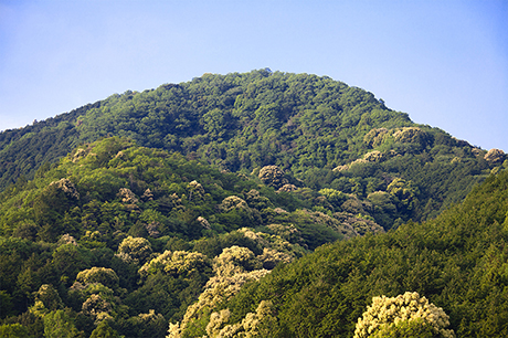 山林に所有していた土地を地元のネットワークを駆使して売却したケース